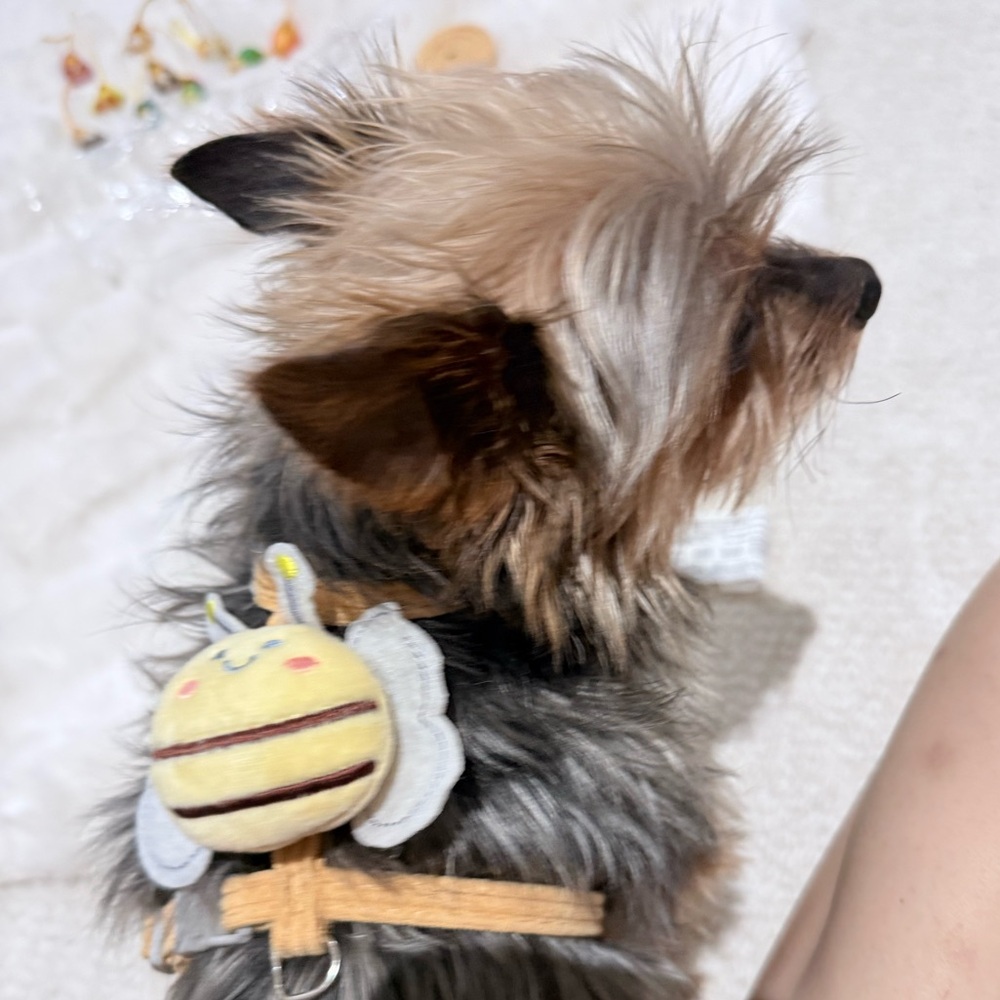 Bee-Themed XS Pet Harness & leash